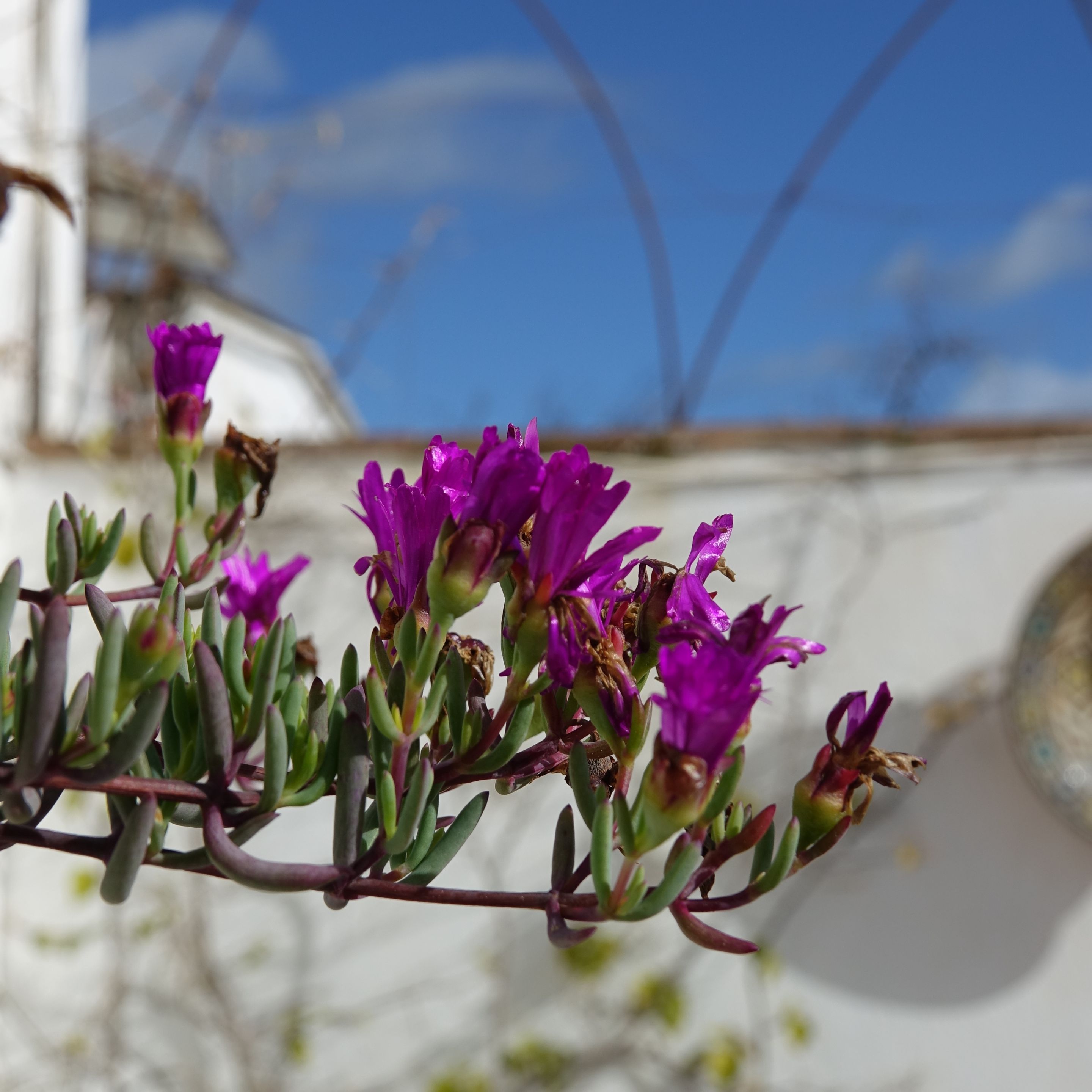 pinos del valle flower.JPG