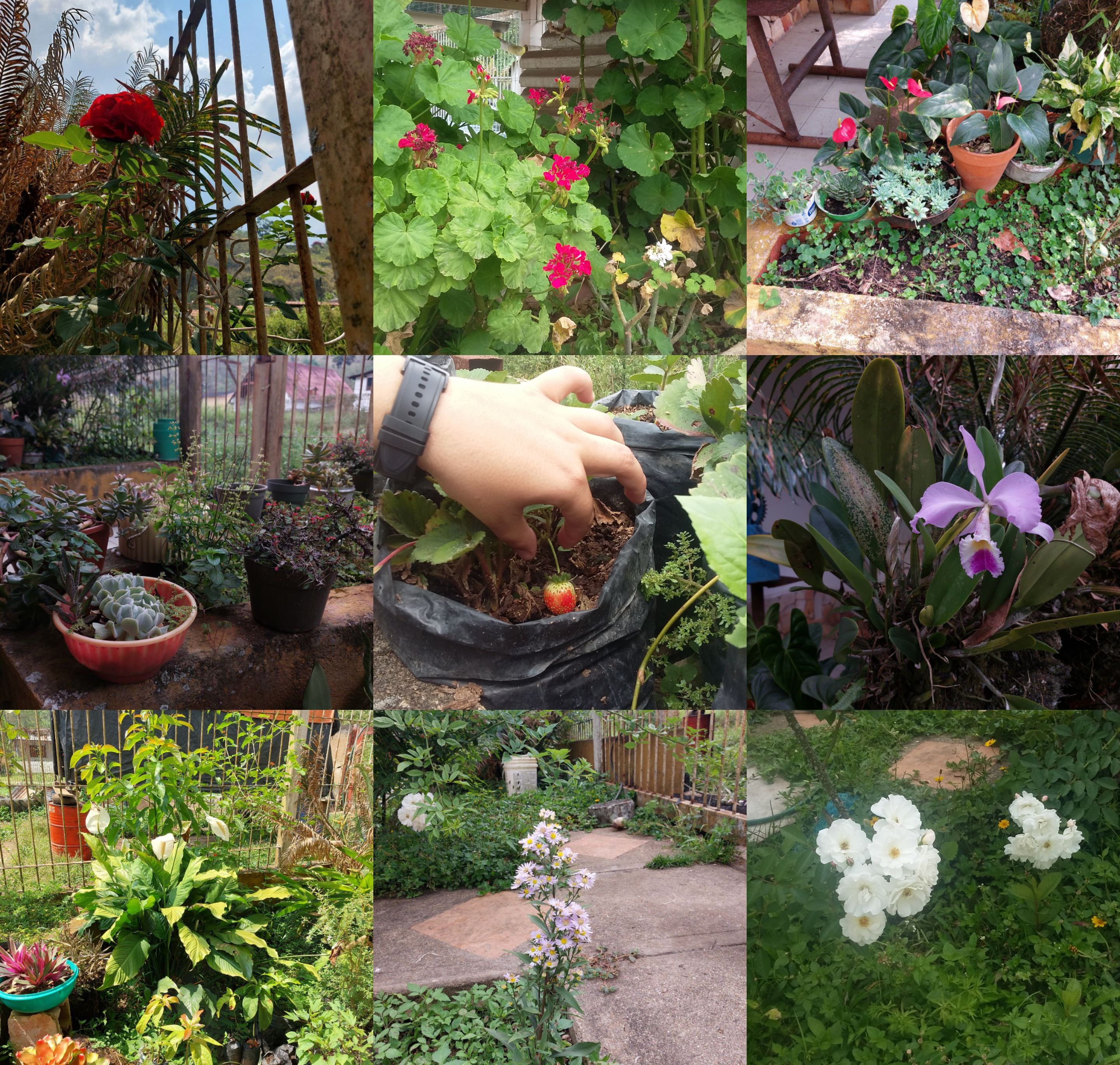 fotit plantas.png