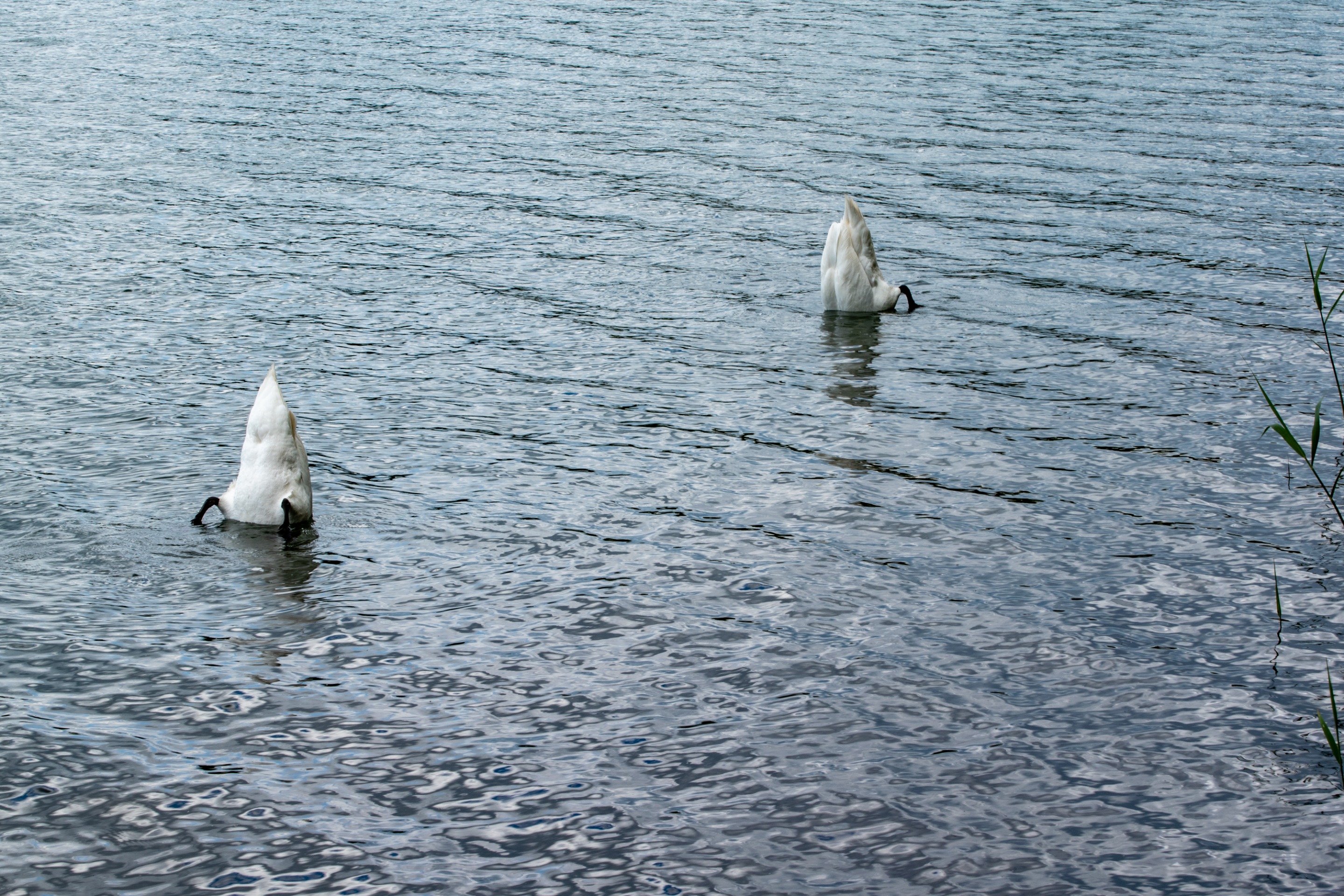 DSC_0020 wedwalk6.jpg