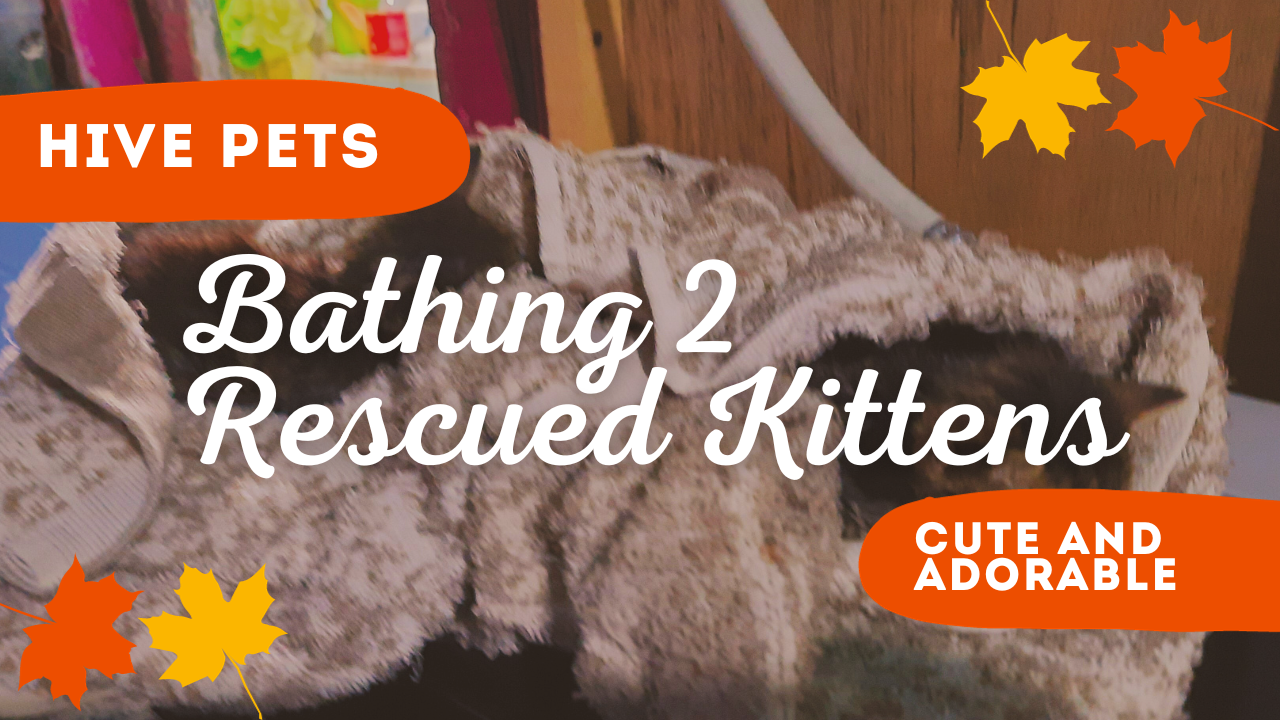 Kitten Rescue (2).png