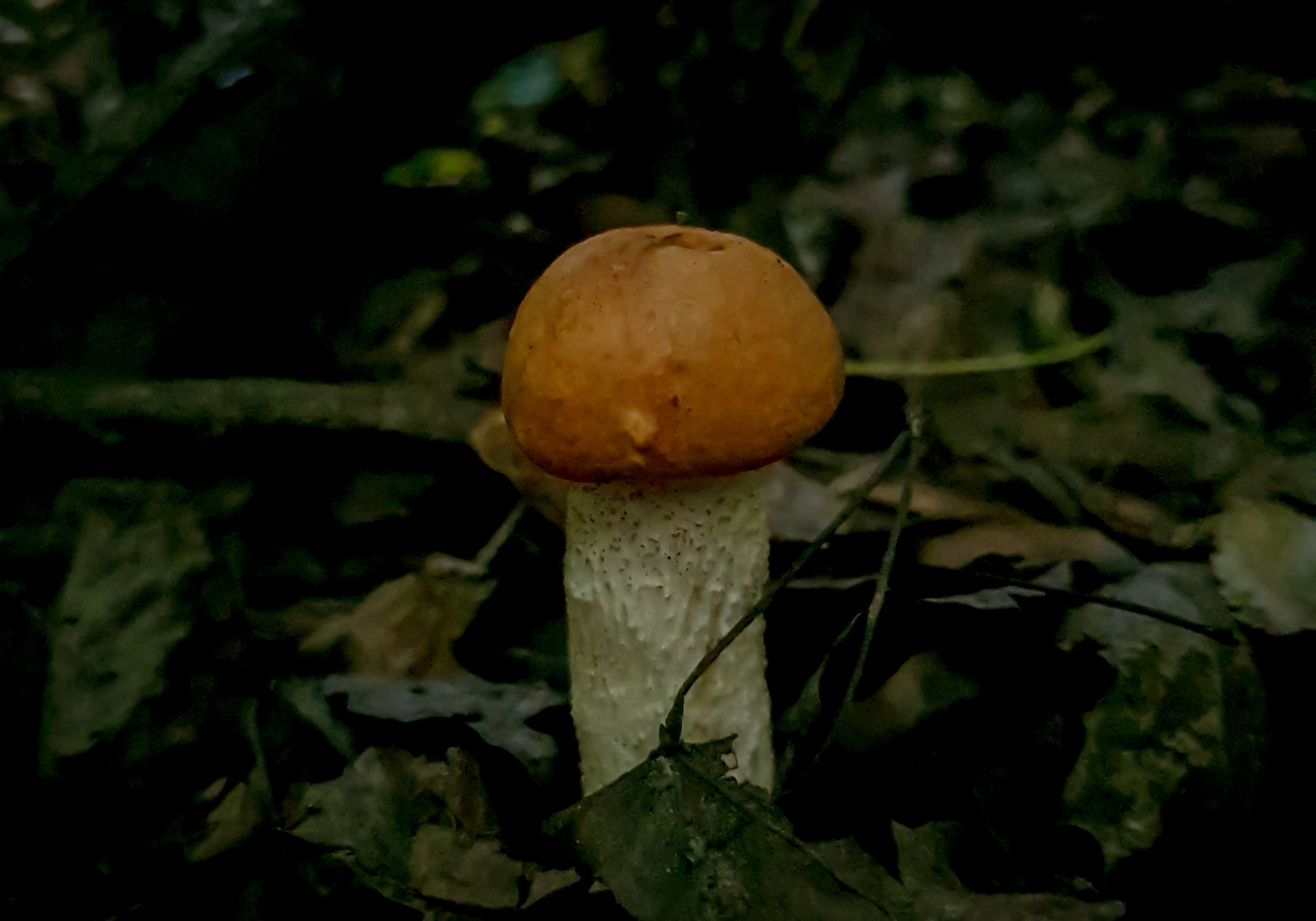 20250811_133237.jpg
