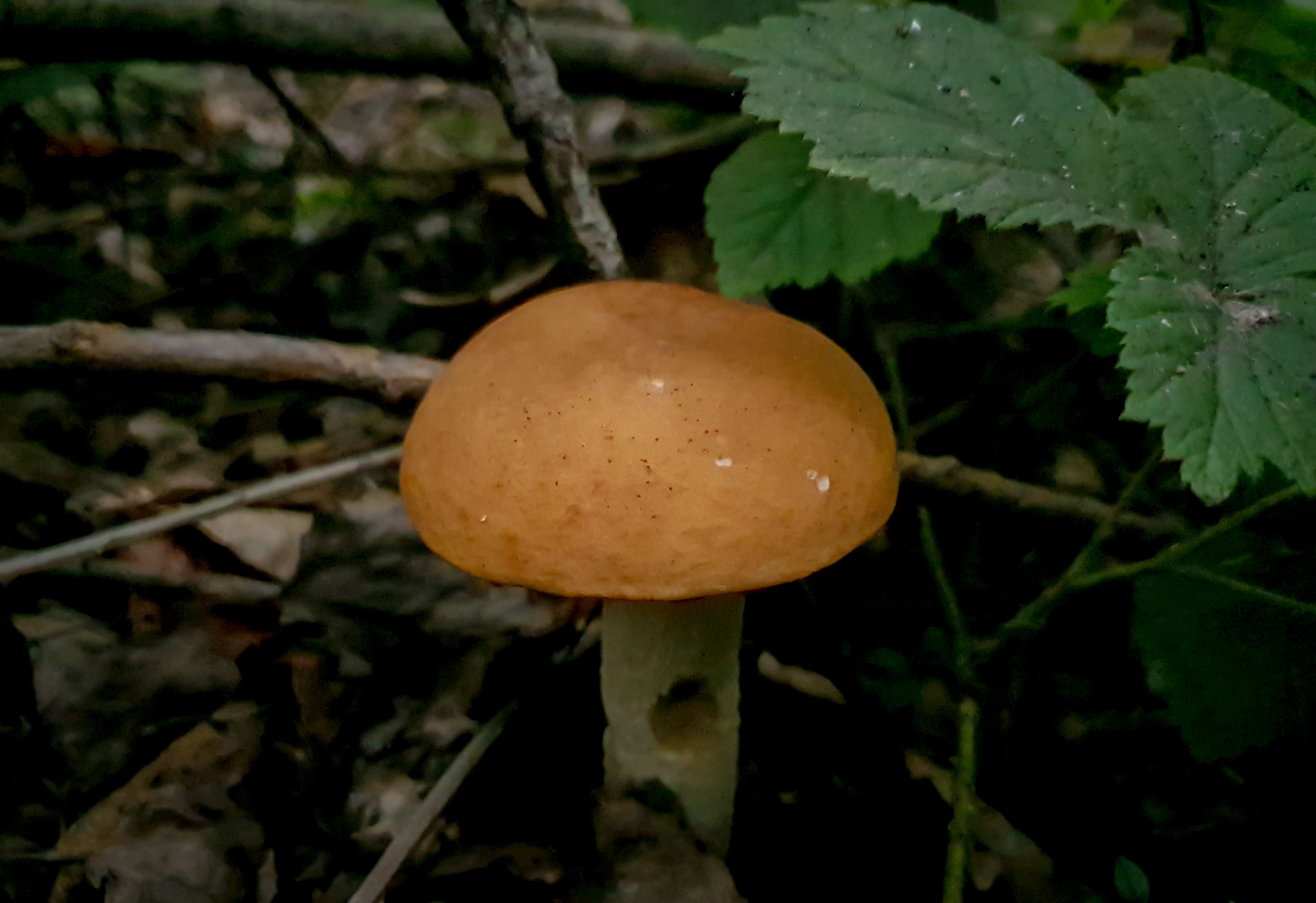 20250811_134523.jpg