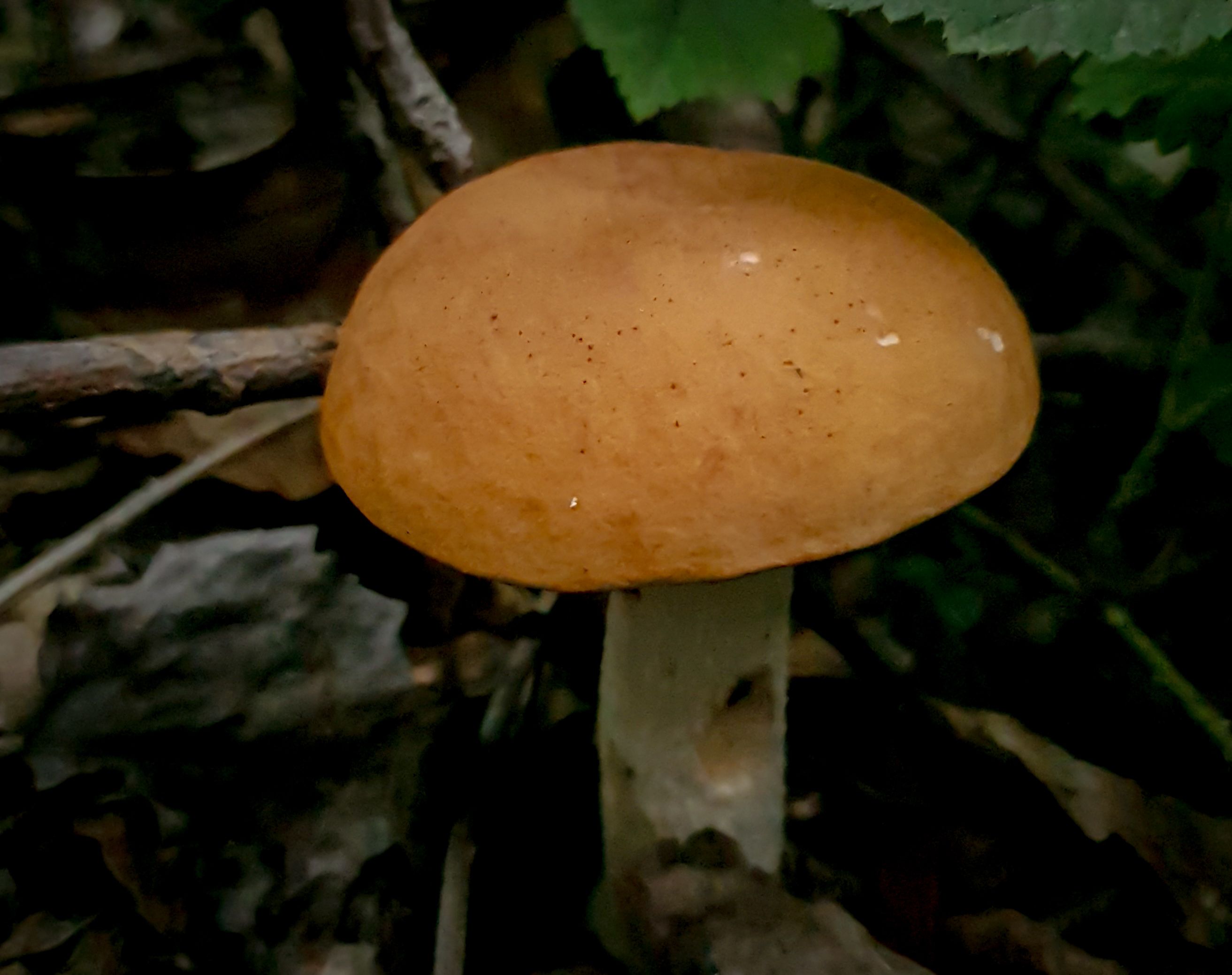 20250811_134527.jpg