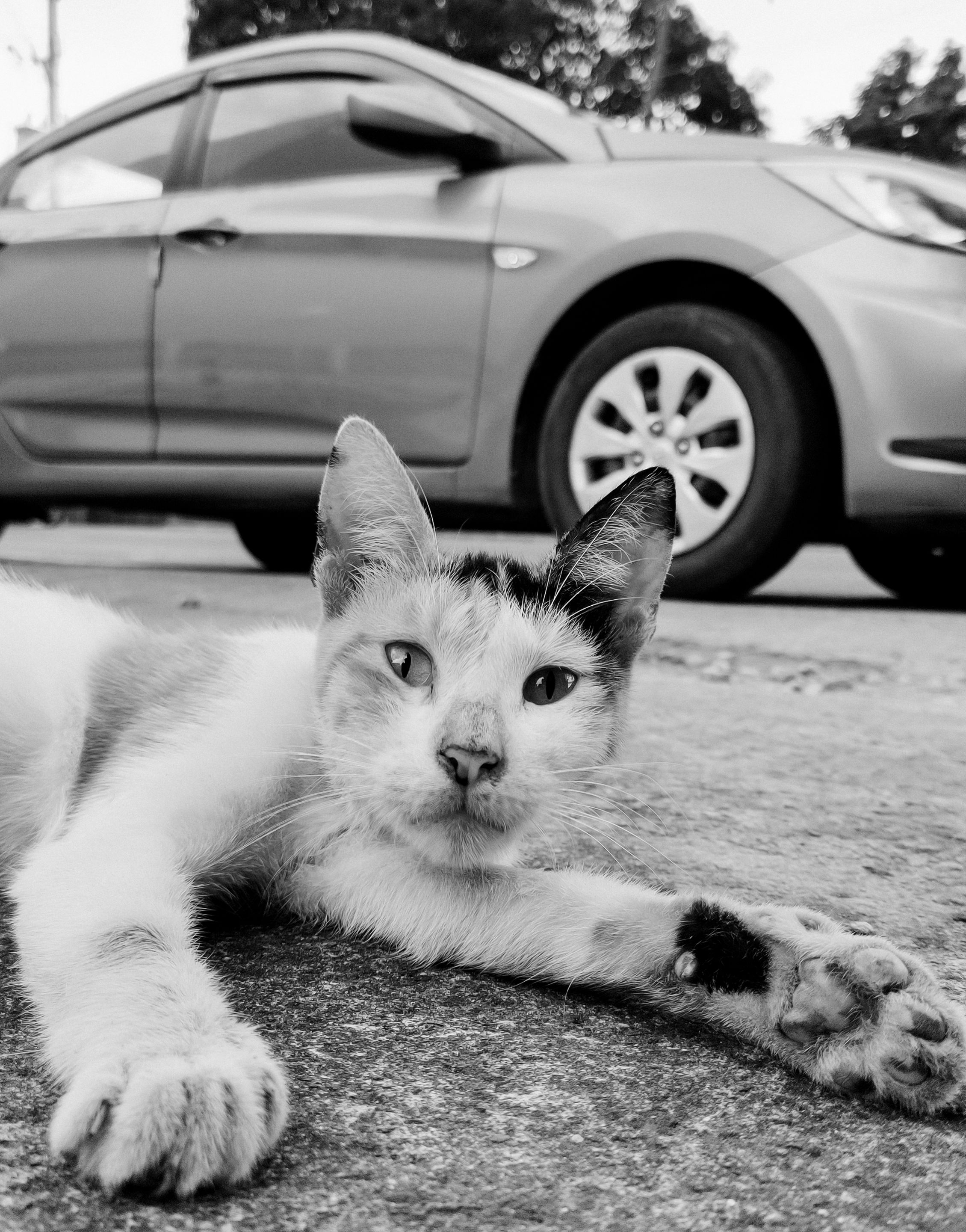Pusa-6.jpg