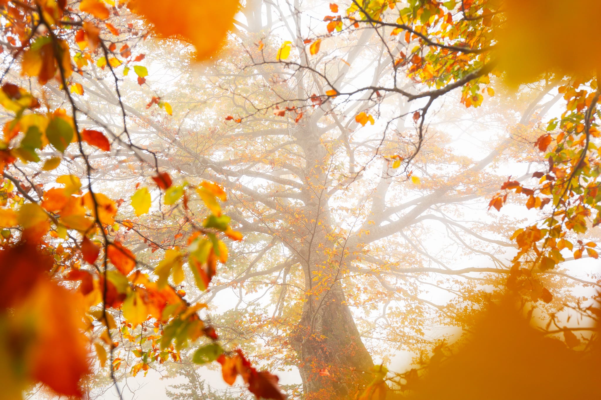 Autumn.jpg