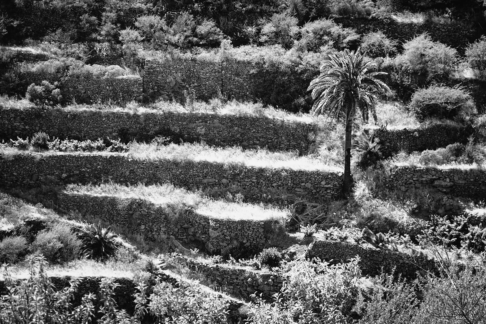Palm2.jpg
