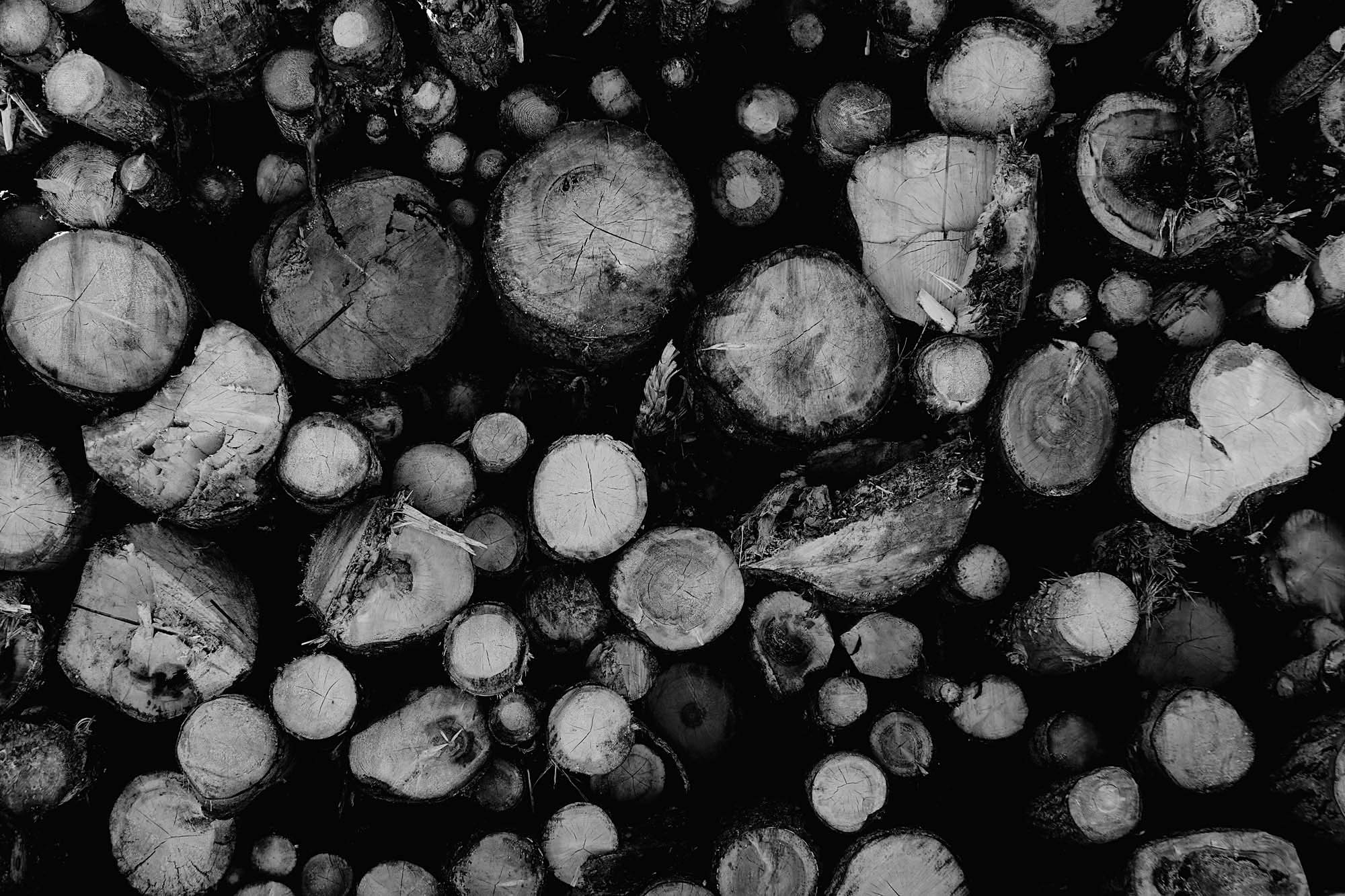 Wood4.jpg