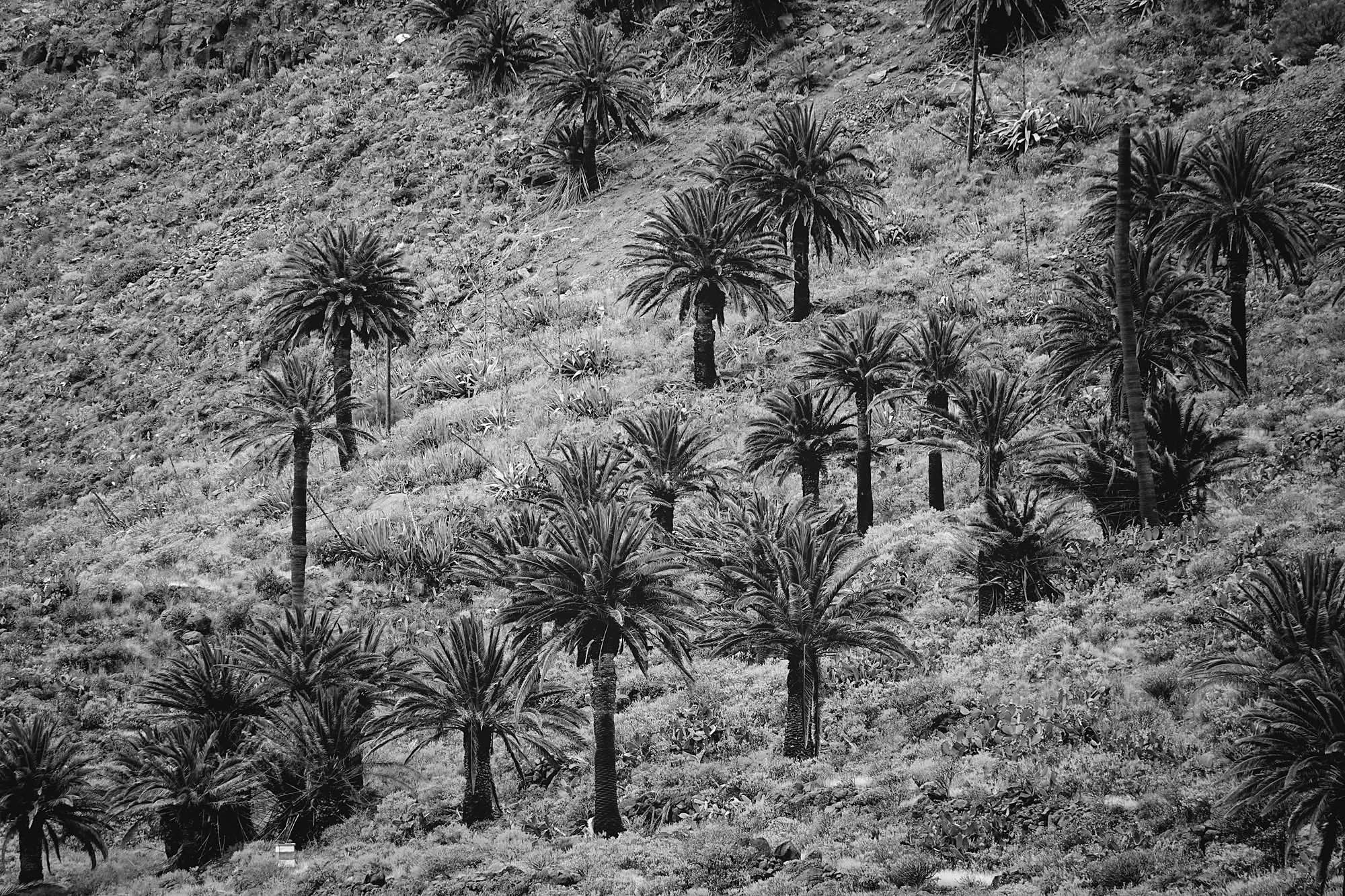 Palm6.jpg