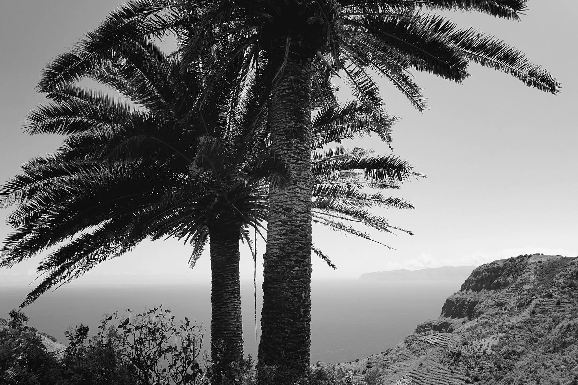 Palm5.jpg