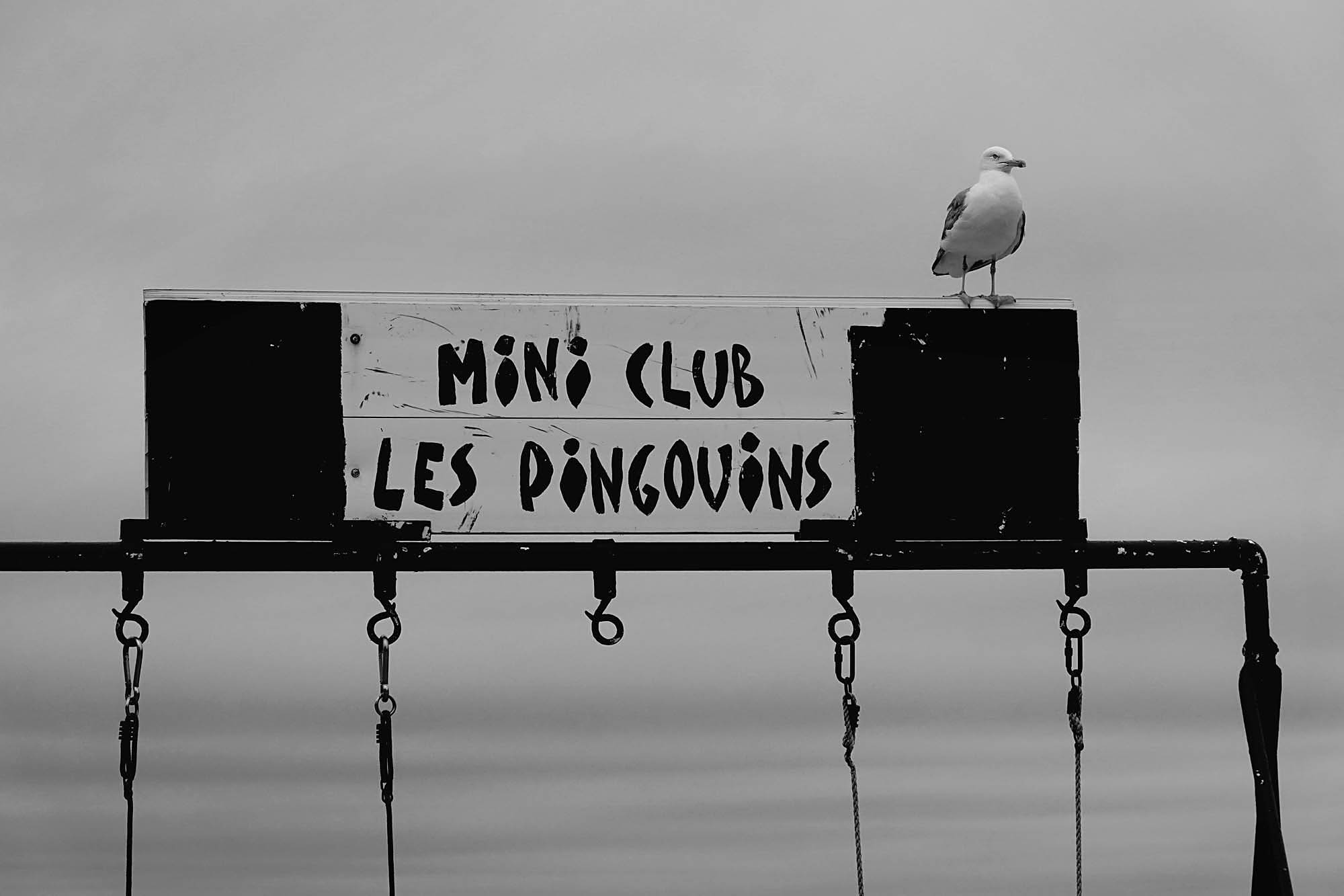 Gull2.jpg