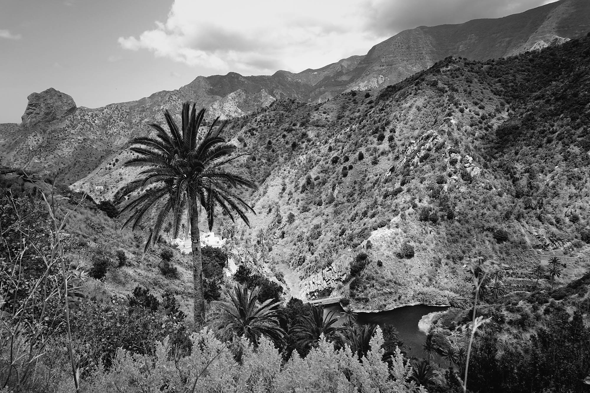 Palm1.jpg