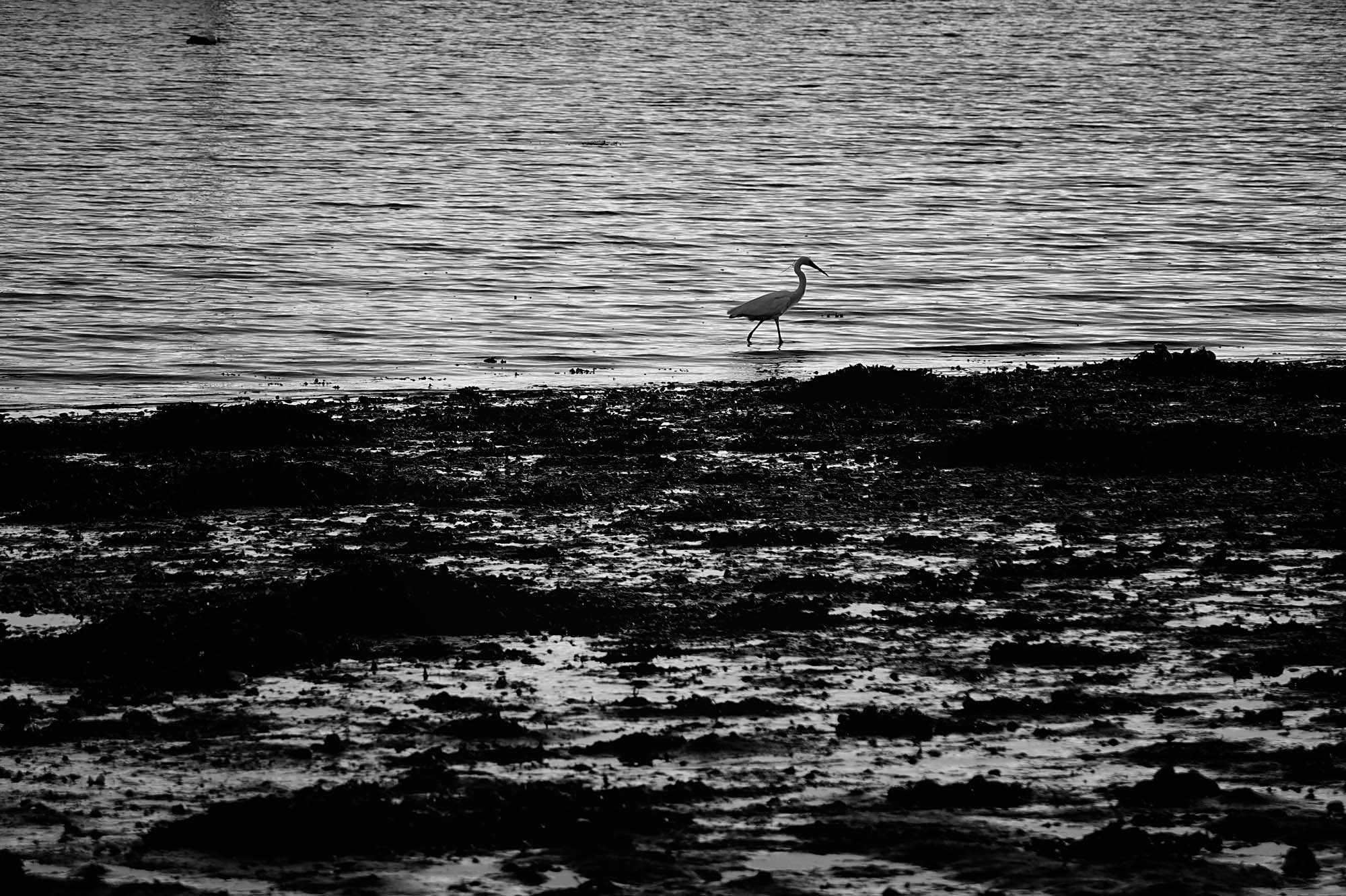 Bird3.jpg