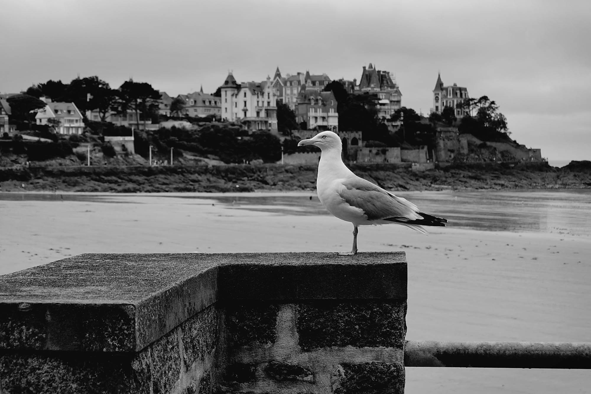Gull1.jpg