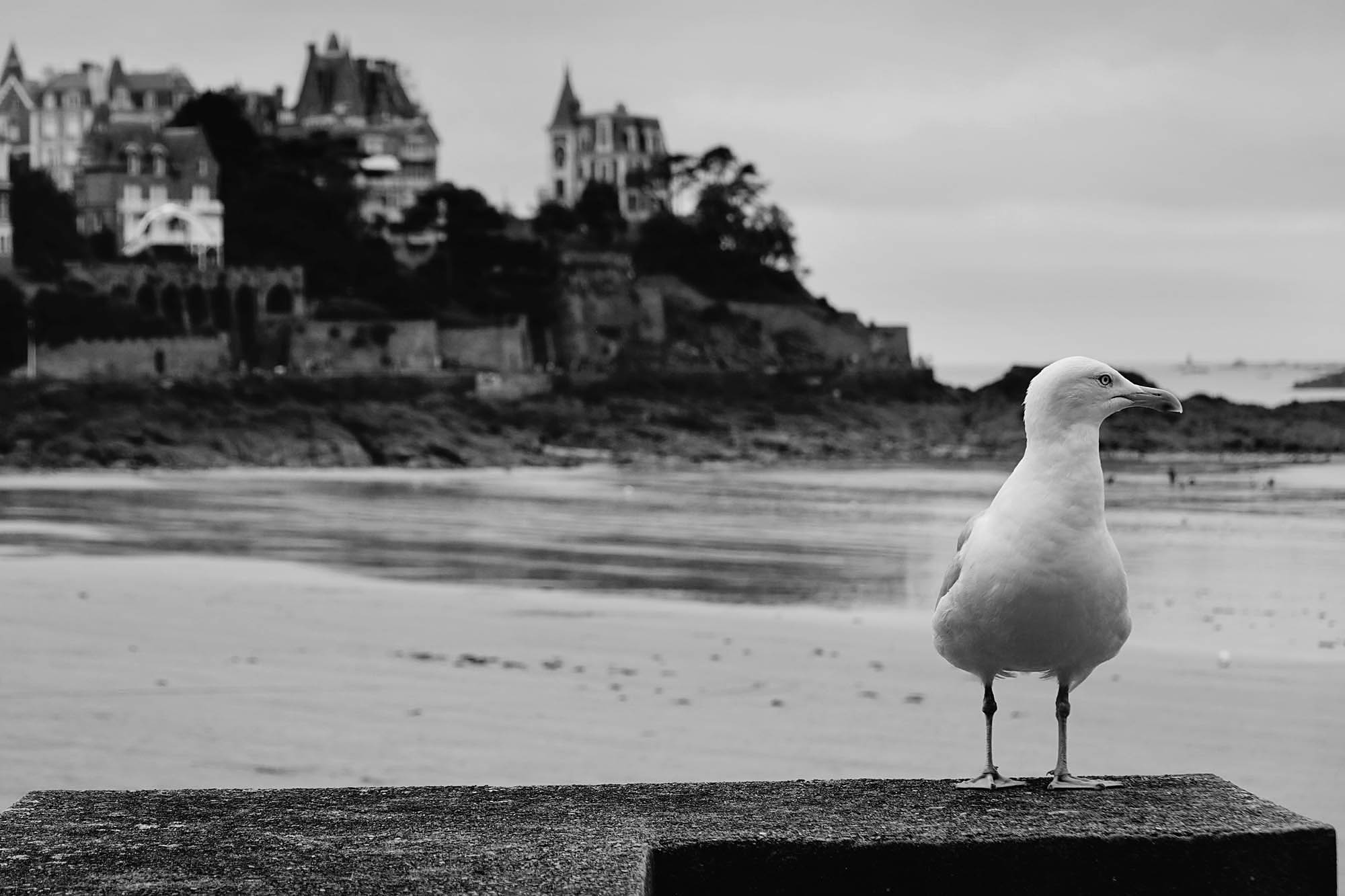 Gull3.jpg