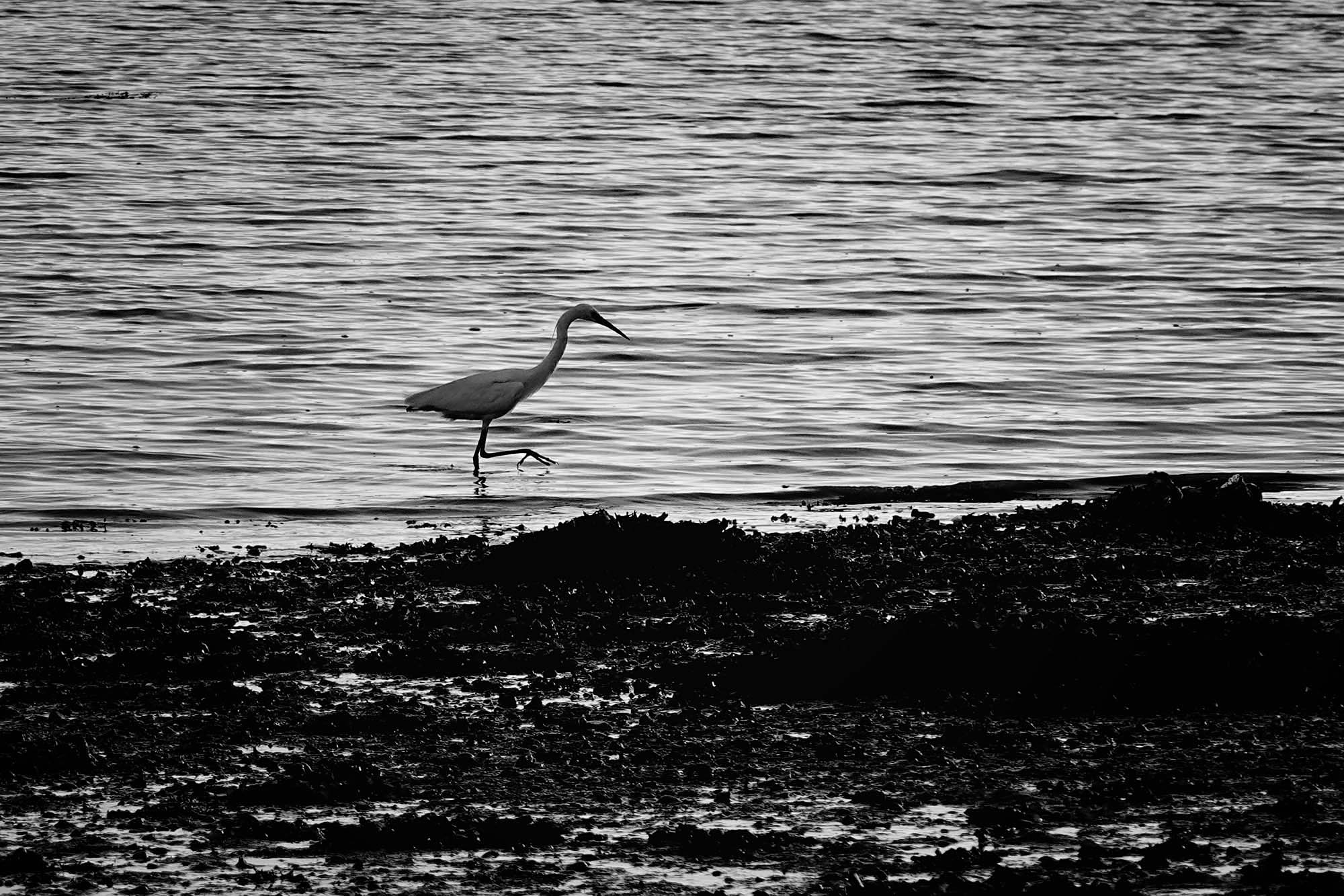 Bird1.jpg
