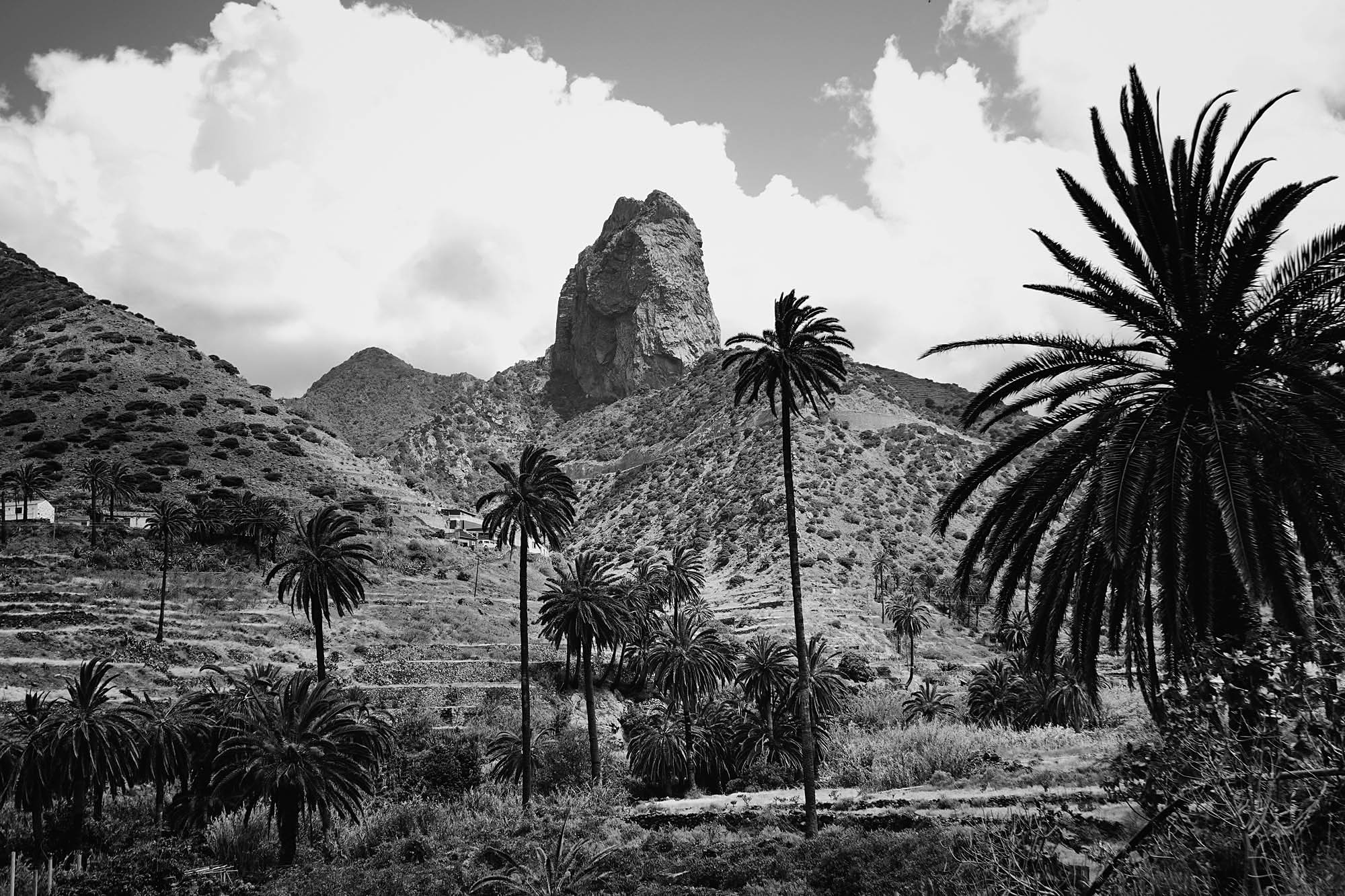 Palm3.jpg