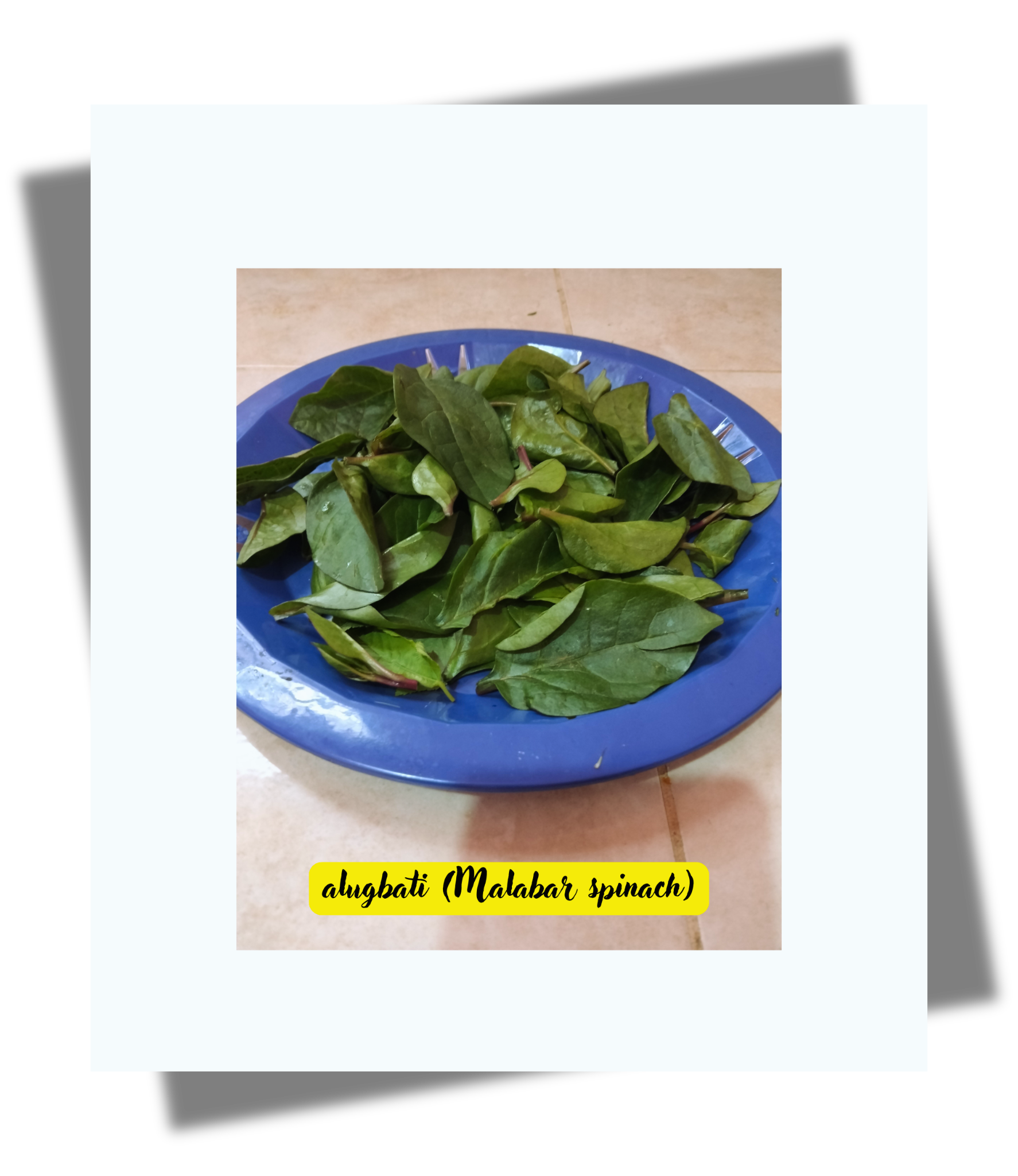 alugbati (malabar spinach).png