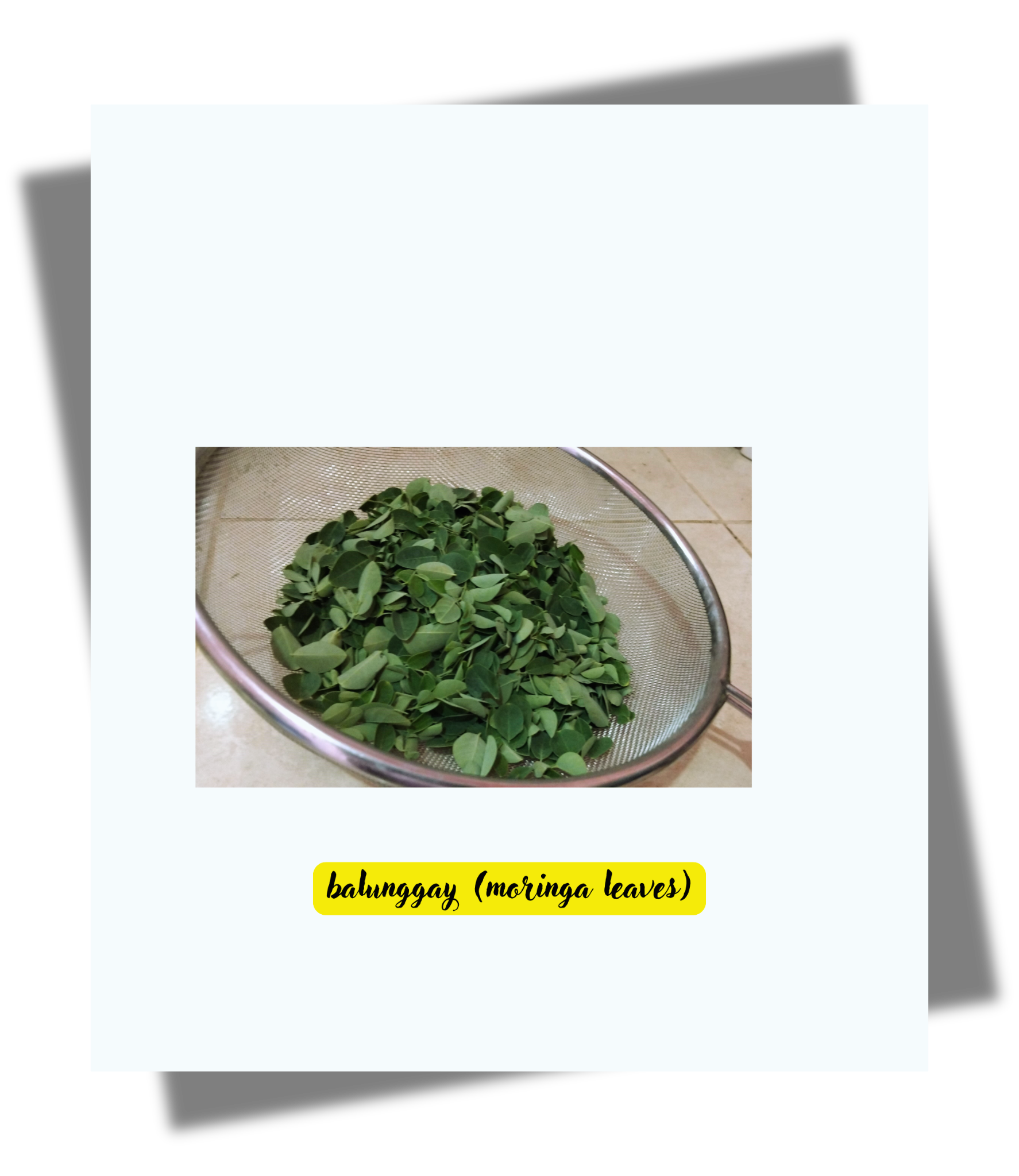 balunggay.png