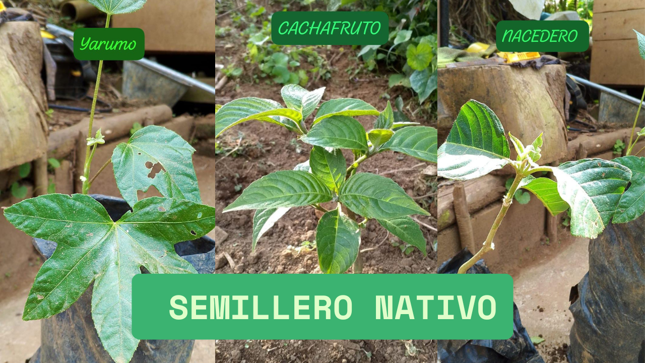 semillero.png