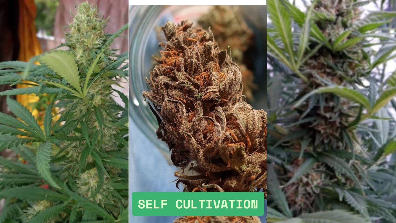 auto cultivo.png