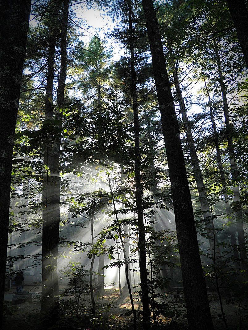 1. Misty morning woods Pine Acres Oct 9 2011.jpg