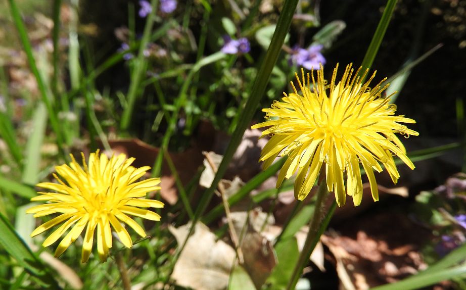 18. Beautiful Spring Day for a Wednesday Walk.jpg