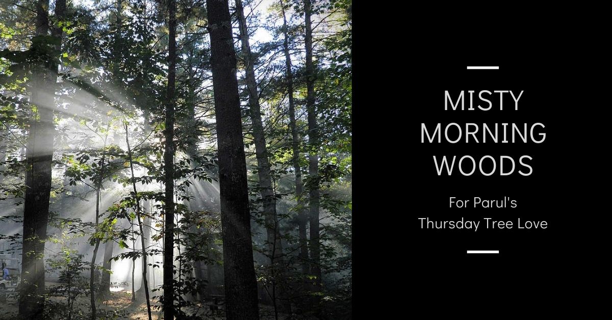 Misty morning woods Thursday Tree Love blog thumbnail.jpg