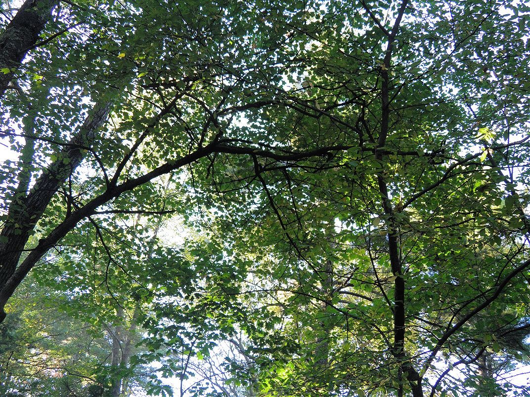 6. Misty morning woods.jpg