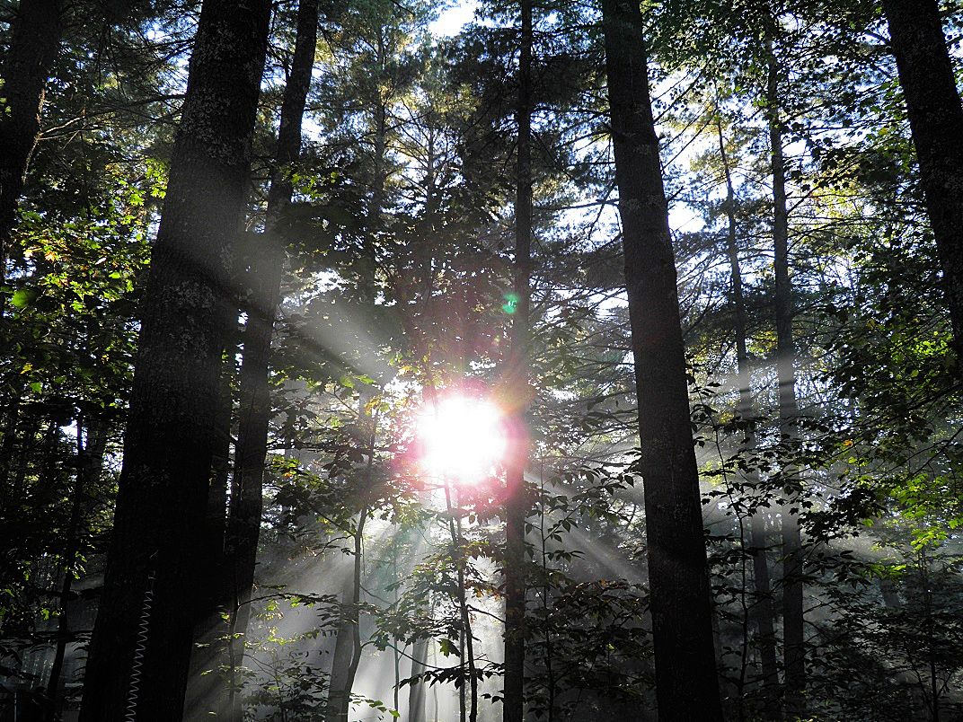 4. Misty morning woods.jpg