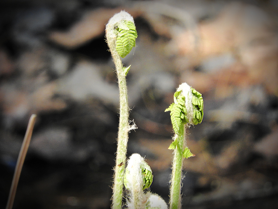 8. Beautiful Spring Day for a Wednesday Walk.jpg