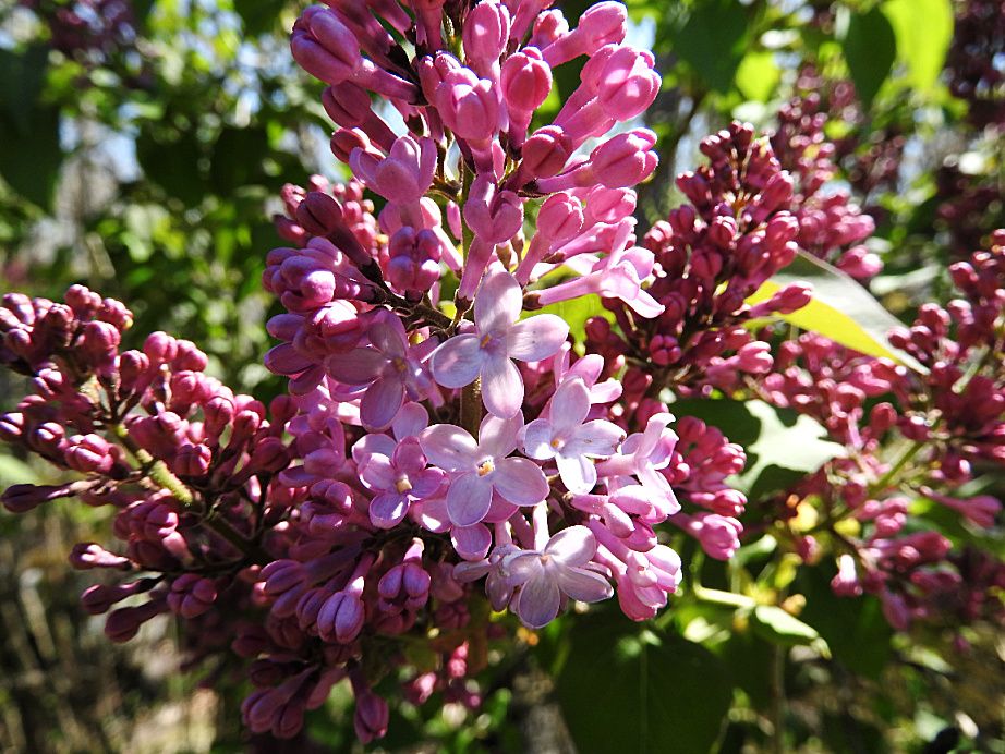 15. Beautiful Spring Day for a Wednesday Walk.jpg