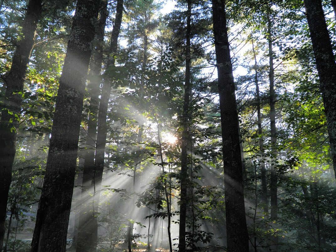 8. Misty morning woods.jpg
