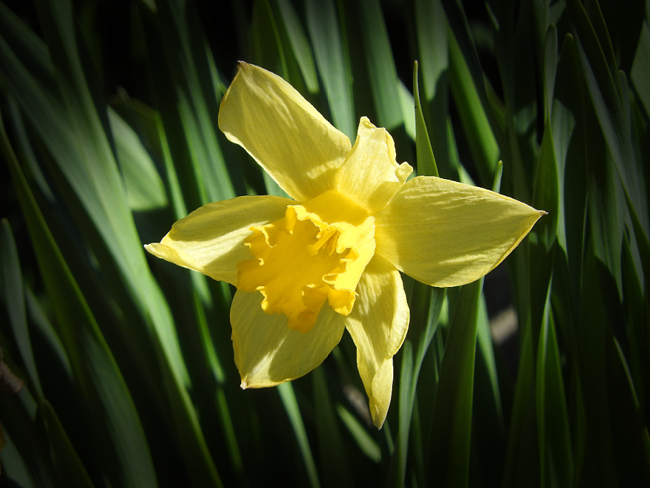 4. Beautiful Spring Day for a Wednesday Walk.jpg