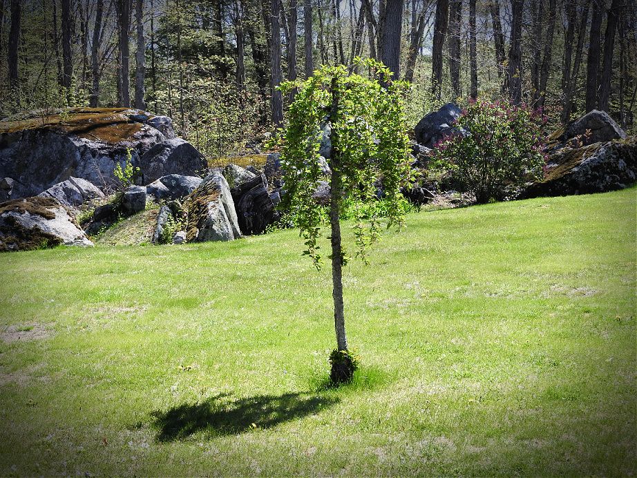 12. Beautiful Spring Day for a Wednesday Walk.jpg