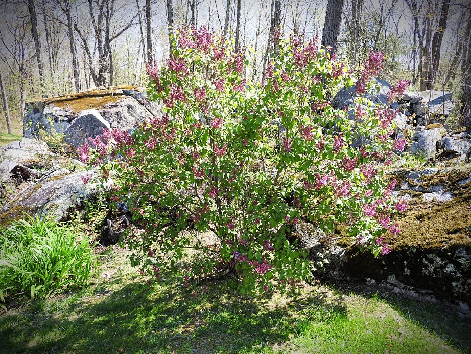 14. Beautiful Spring Day for a Wednesday Walk.jpg