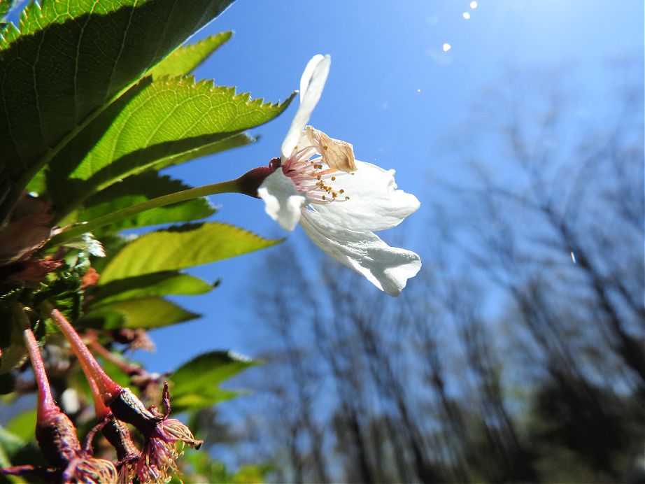 13. Beautiful Spring Day for a Wednesday Walk.jpg
