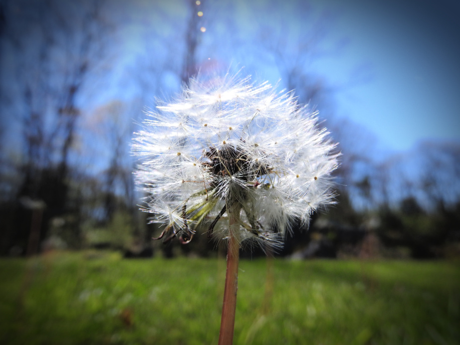 20. Beautiful Spring Day for a Wednesday Walk.jpg