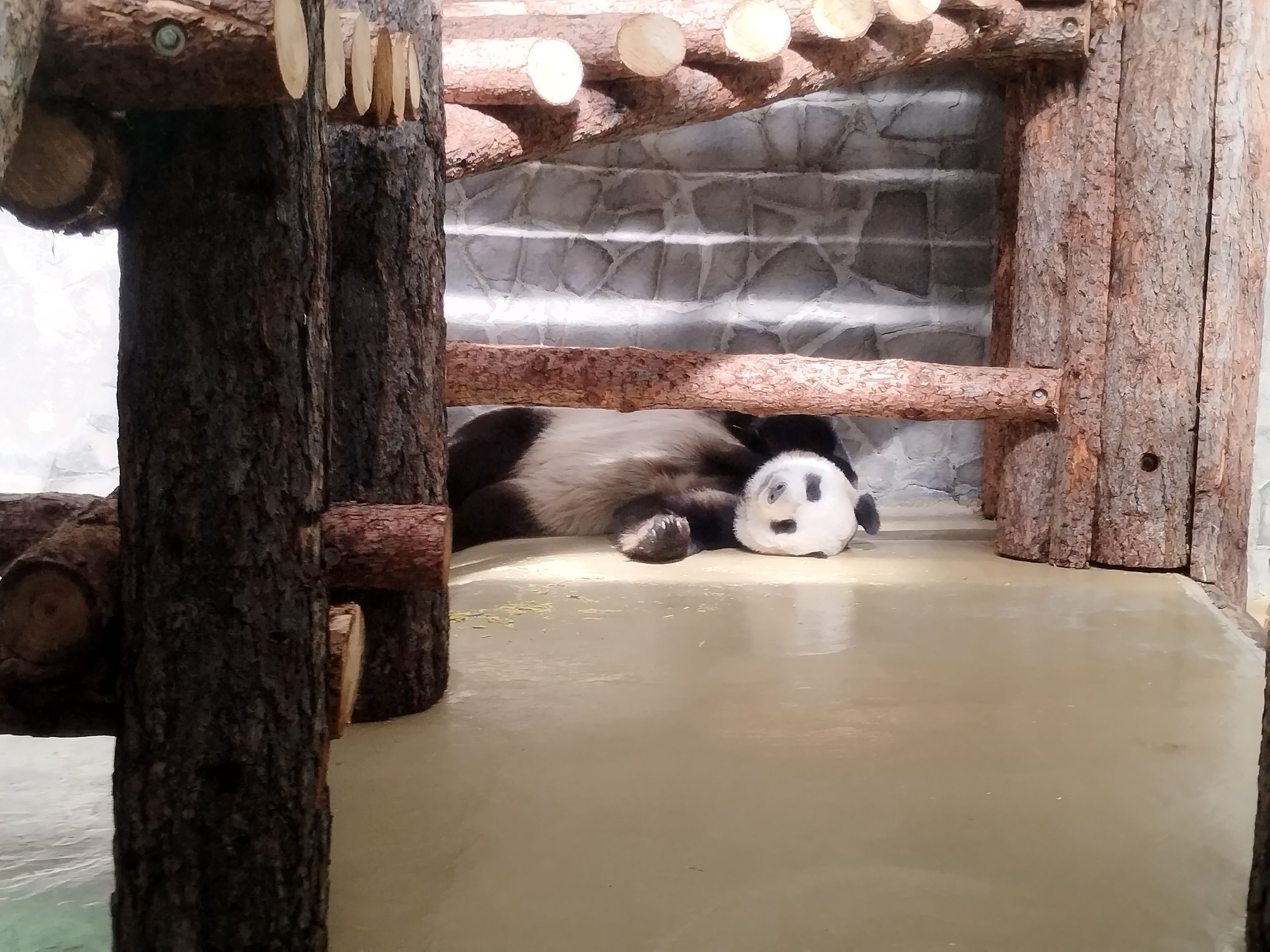 Visiting big panda family and Moscow zoo