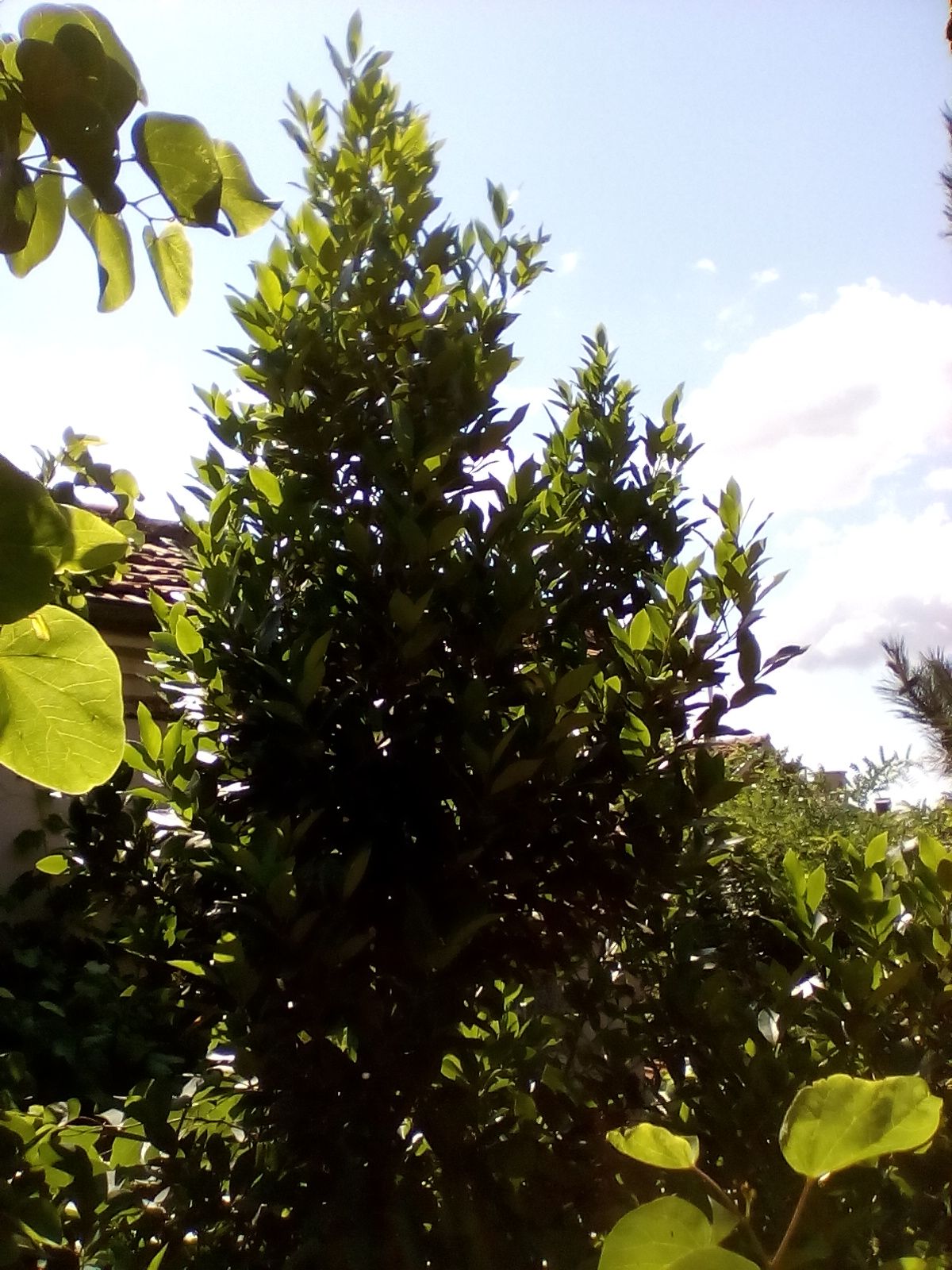 IMG_20210614_101958.jpg