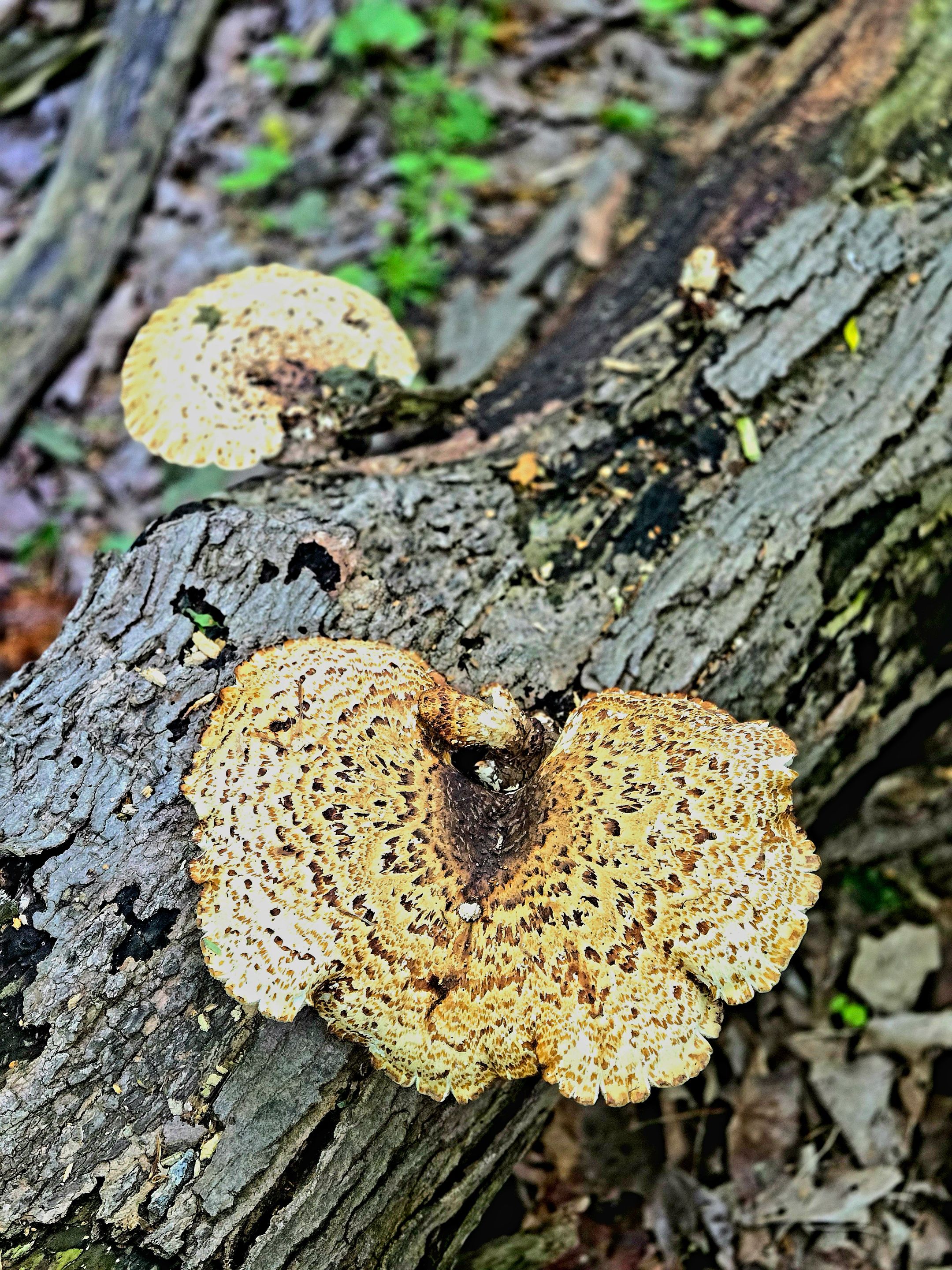 20250526_065838.jpg