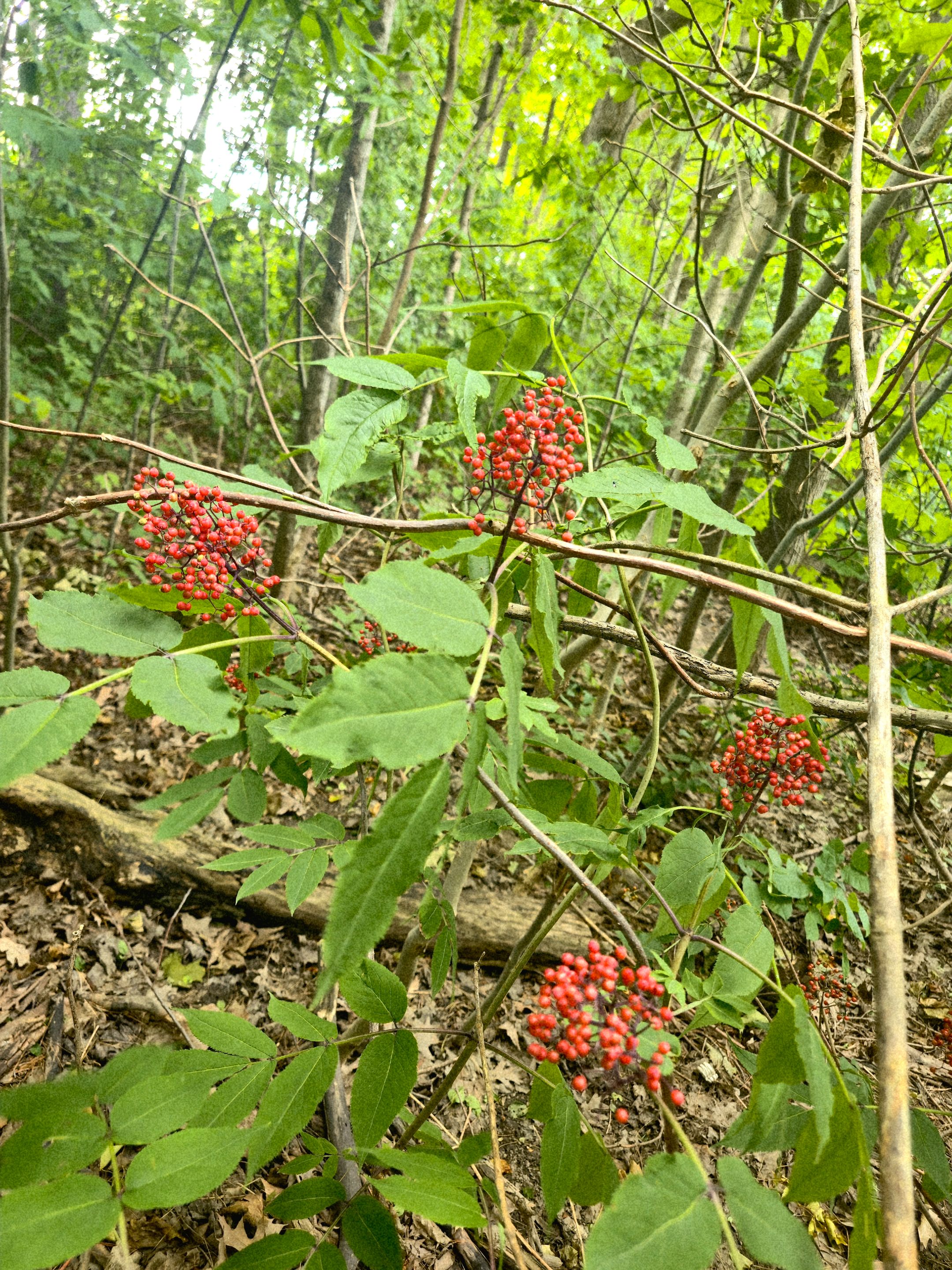 20250625_144309.jpg