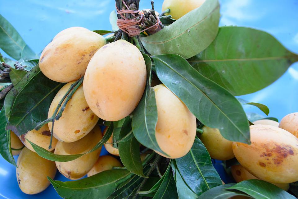 star-apple-3115755_960_720.jpg