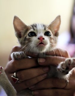 3345kittencuteinhands.jpg