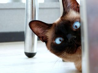 kittycat15503647481Bg.jpg