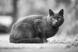 cat1468491474b0V.jpg