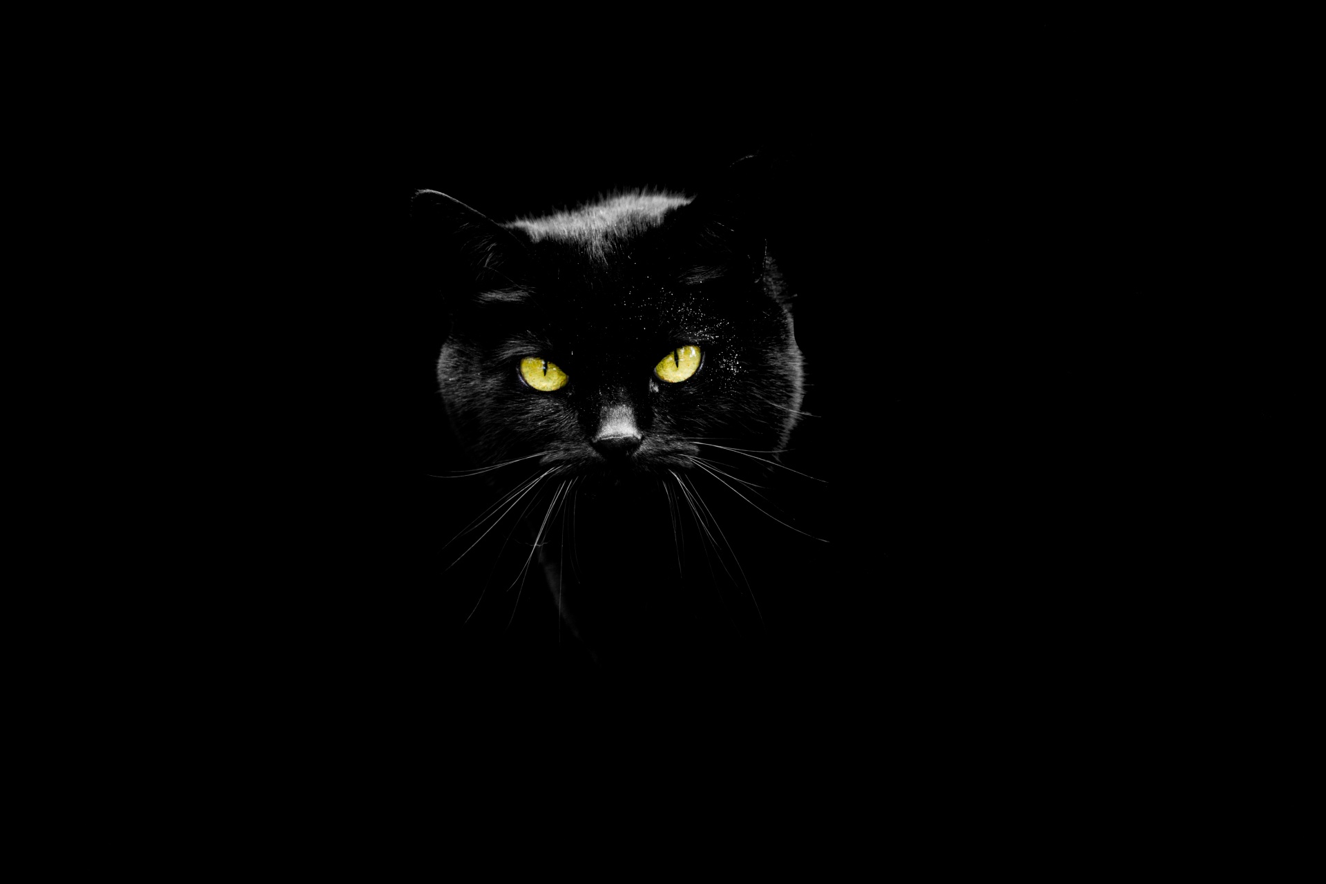 blackcat1476284792R3S.jpg