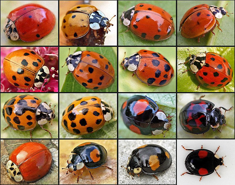 800px-Harmonia_axyridis01.jpg