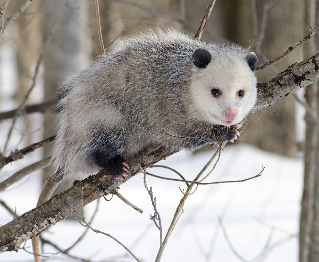 1280px-Opossum_2.jpg