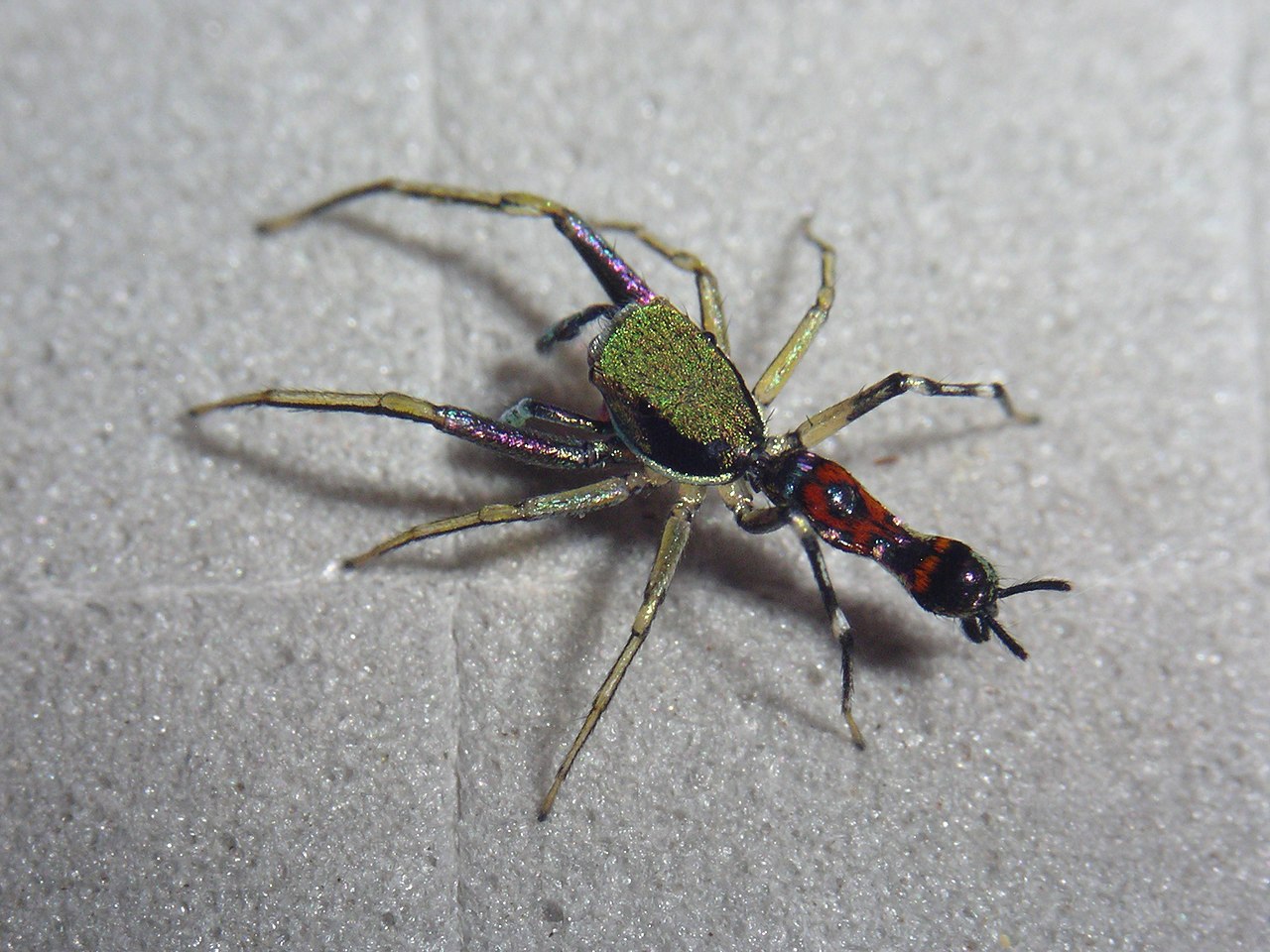 1280px-SWK12-3358_Orsima_ichneumon_male (1).jpg