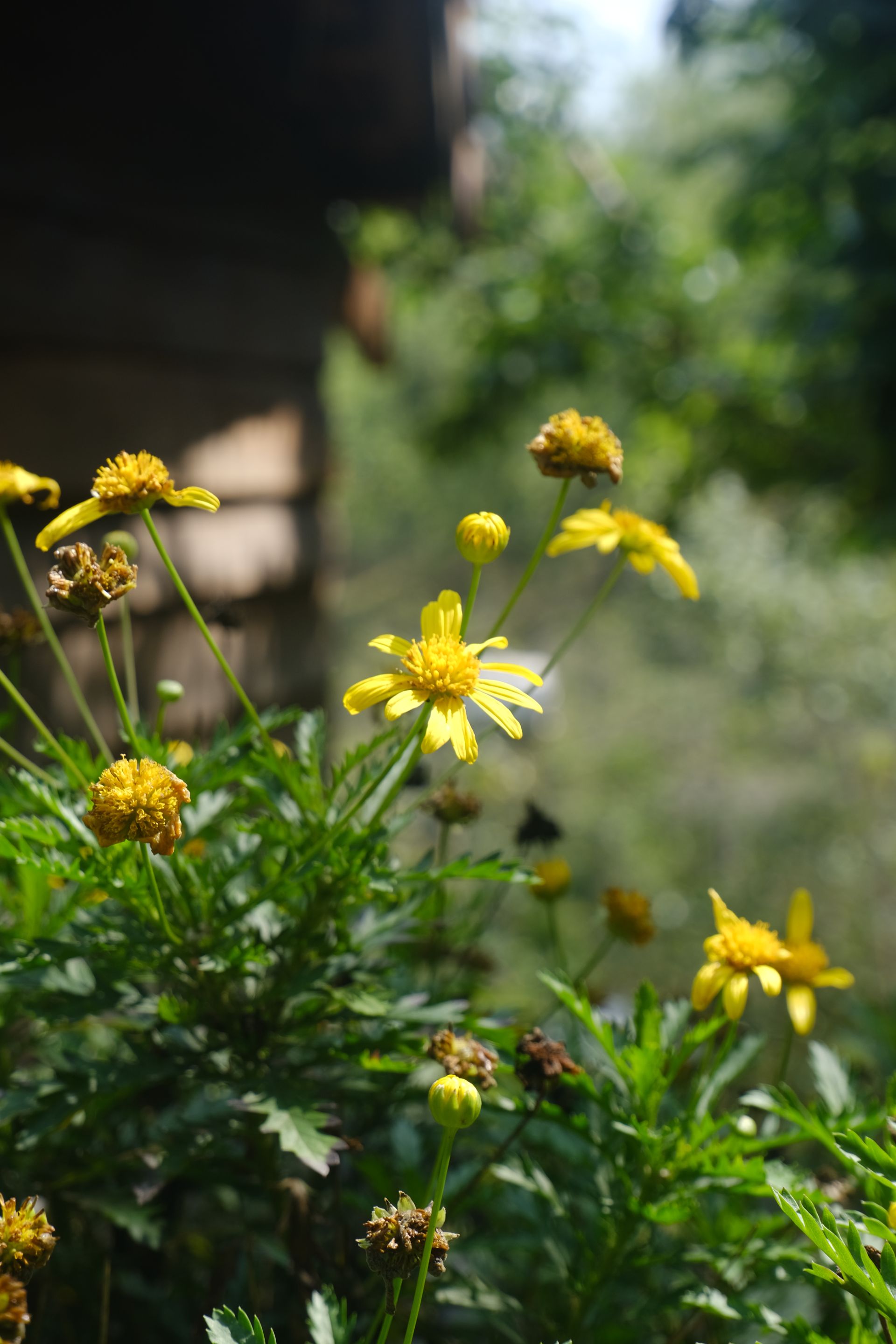 DSCF5819.JPG
